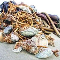 Cobbles transported to shore by bull kelp holdfasts.