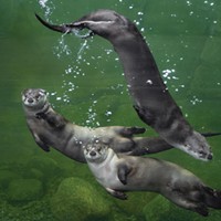 River otters at the Sequoia Park Zoo Watershed Heroes exhibit.