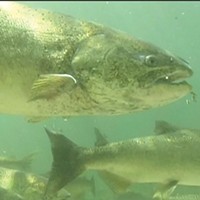 A spring run Chinook in the Salmon River, a tributary to the Klamath.
