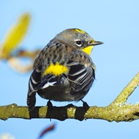 The yellow-rumped warbler is among the legion of spottable birds at the marsh.