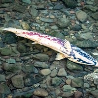 A spawned out coho salmon floats in the shallows of Jacoby Creek along Quarry Road just under the bridge. Its body shows the worn out gills and deteriorating flesh caused by the spawning activity at end of life and the effects of returning to fresh water from the ocean.