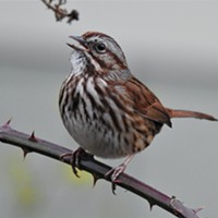A song sparrow strikes a stripey pose.