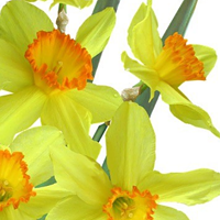 Fortuna Garden Club's Daffodil Show Returns to the River Lodge