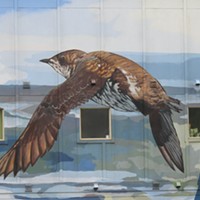 A detail from Lucas Thornton's mural "A Marvelous Mural of Marbled Murrelets" on the Arcata Bay Crossing building.