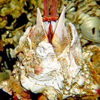 A giant acorn barnacle opening up.