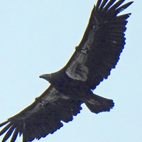 A California condor over Arcata.