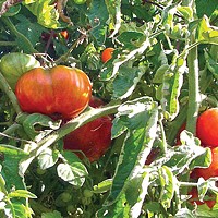 Humboldt Homegrown Tomatoes
