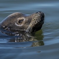 The sea lion in Klopp Lake on Aug. 26.