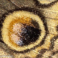 A close-up of the Buckeye's spotted wing.