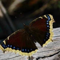 The mourning cloak butterfly, in for the winter.