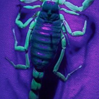 A scorpion with rave-ready florescence.