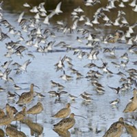 Godwits, dowitchers and sandpipers. Oh, my.