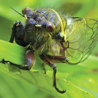 The male cicada's song is meant to woo the ladies &mdash; fast.