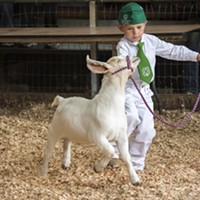 Justin Noga, of Arcata and the Arcata Bottoms 4-H Club, led his Boer goat, Thrasher, in the entry-level age group in the showmanship competition.