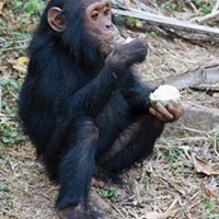 A juvenile chimpanzee eats fruit in Gombe Stream National Park, Tanzania.