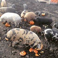 Piggies at Tule Fog Farm chowing down on Jack O'Lanterns.