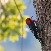 A red headed sapsucker inspecting a pepperwood for bugs in my yard.