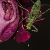 An immature katydid (about  3/4 inch long) eating one of my roses.
