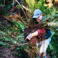 Tim Canning relocates a fern during trail maintenance day in Arcata Community Forest.