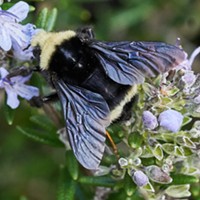 Yellow faced bumblebee (Bombus vosnesenski), the largest bee in my yard, and fairly common.