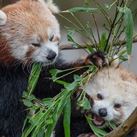 Red pandas at the Sequoia Park Zoo.