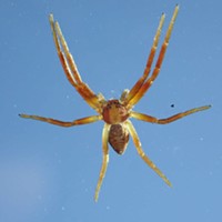 A running crab spider on the windshield.