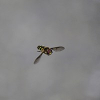 Hover flies may be the ultimate in aerial agility.
