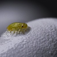 A bubbly little nymphal spittle bug.
