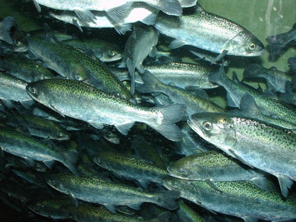 The Yurok Tribe's allotment of Chinook salmon this year equals about one fish for every 10 tribal members. - FILE