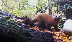 Traditional Ecological Knowledge and Saving the Humboldt Marten