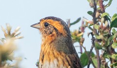 Birding Facts and Myths