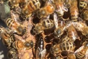 Supering, Nectar Flow and Honey Production