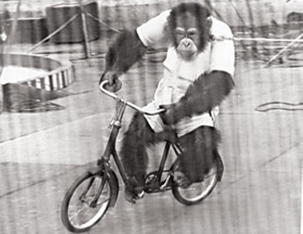 Saga of an Ape — The surprising true story of the late Bill the Chimp