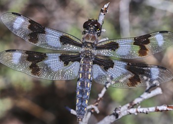 HumBug: Dragonflies Remembered