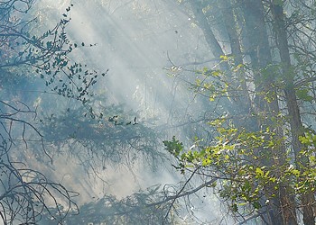 The View on the Ground at a Prescribed Burn