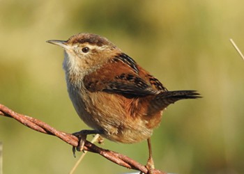 A Chime of Wrens