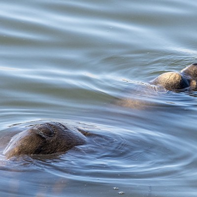 California Sea Lion in Klopp Lake