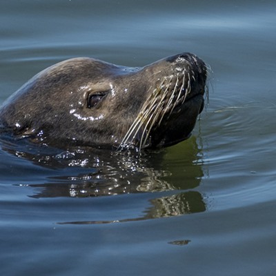 California Sea Lion in Klopp Lake