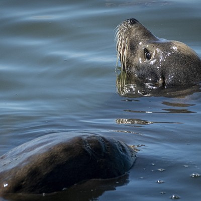 California Sea Lion in Klopp Lake