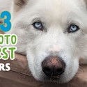 2023 Pet Photo Contest Winners