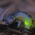 HumBug: Glow Worm vs. Snail