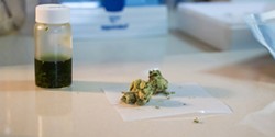FILE PHOTO - A cannabis sample sits in a lab, waiting to be tested.