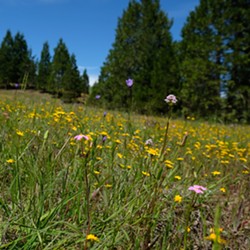 A field of wildflowers at Fool's Farm - Uploaded by Sanctuary Forest