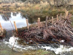 An example of a Beaver Dam Analogue structure. - Uploaded by Sanctuary Forest