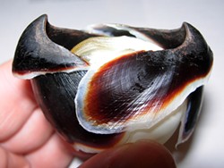 PHOTO BY MIKE KELLY - CAP2: A giant Pacific octopus beak and radula on a ping pong ball.