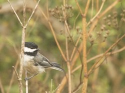 Black-capped Chickadee - Uploaded by Denise Seeger