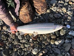 The Mad Rivers Stewards volunteer angler broodstock collection program were on the Mad River on February of 2019, catching and measuring steelhead for the Department of Fish & Wildlife. Photo Credit: Tracy Mack