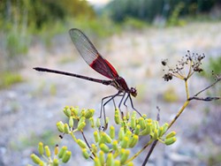 PHOTO BY ANTHONY WESTKAMPER - This American rubyspot led me a merry chase on a busted ankle.
