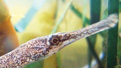 PHOTO BY MIKE KELLY - A live bay pipefish pal at the lab.