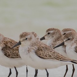 Willet, Dunlin and Western Sandpiper - Uploaded by hbnwr
